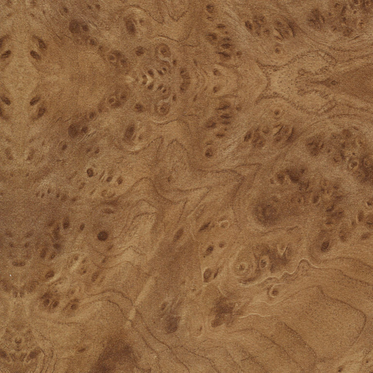 Корень вяза